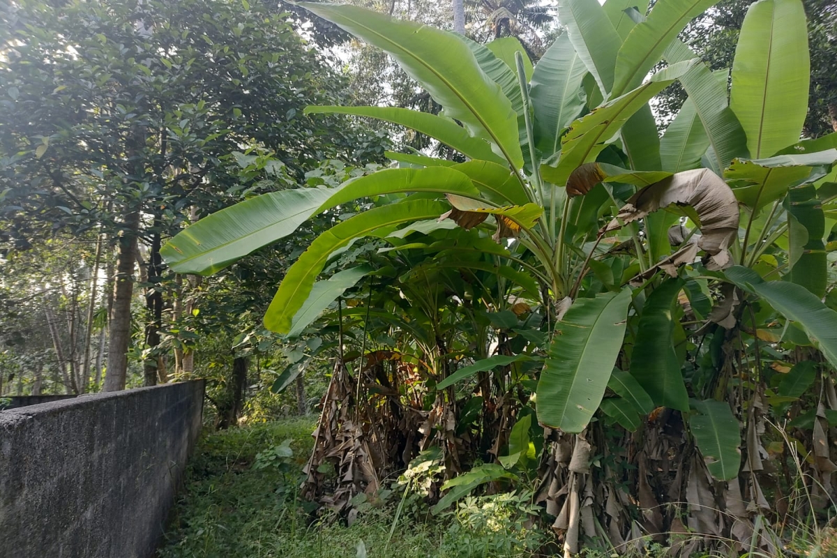 Residential Land for Sale Powdikonam